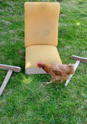 fauteuil-poule-recadr