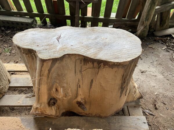 Table basse gros rondin bois 75cm sur roulettes - d'autres dispo – Image 9