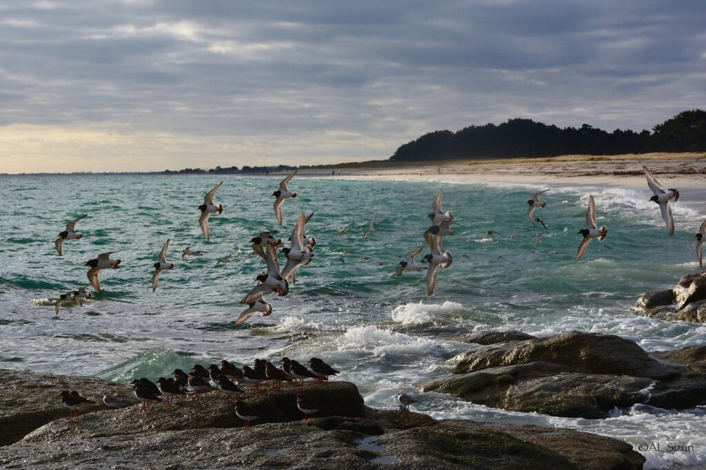 Le Meuble Du Photographe