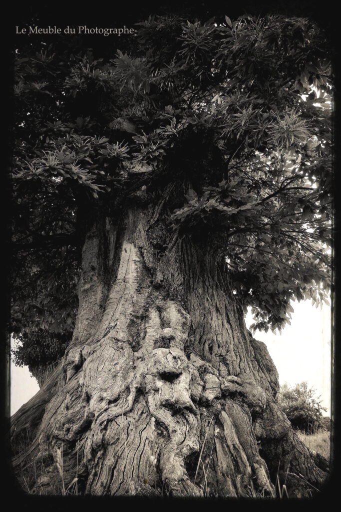 Le Meuble Du Photographe