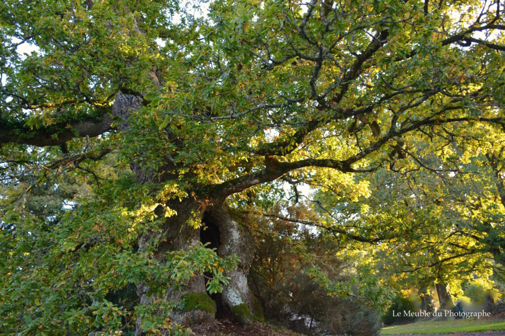 Le Meuble Du Photographe