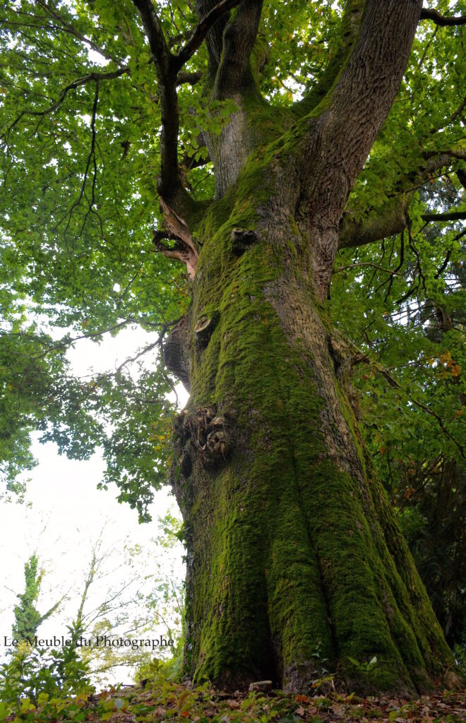 Le Meuble Du Photographe