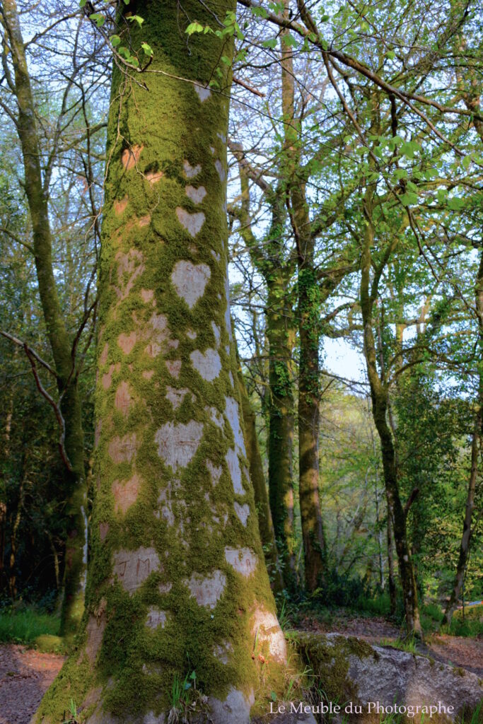 Le Meuble Du Photographe