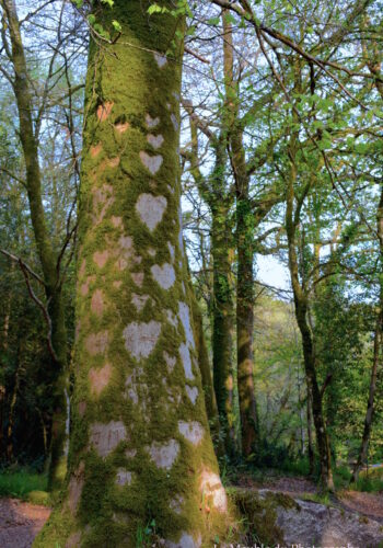 Au coeur de la Bretagne