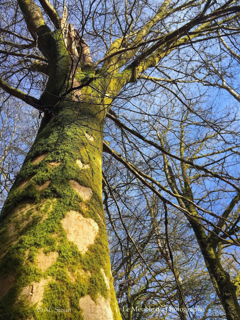 Le Meuble Du Photographe