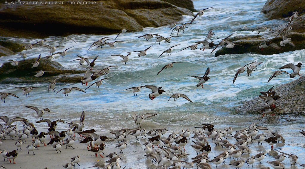 Le Meuble Du Photographe