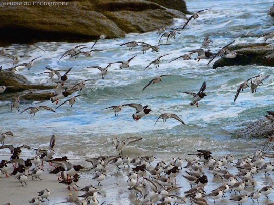 Oiseaux de bord de mer, bécasseaux et cie.