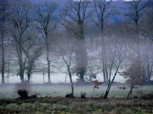 La brume. Lanvénégen, Bretagne 1.