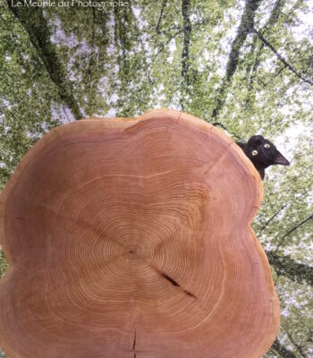 rondin-cypreslambert-hairpin-obama Rondin de bois et chat Obama d'atelier